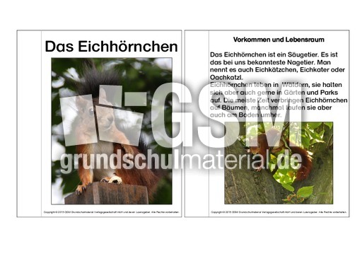 Mini-Buch-Eichhörnchen-Steckbrief-vereinfachte-Version.pdf